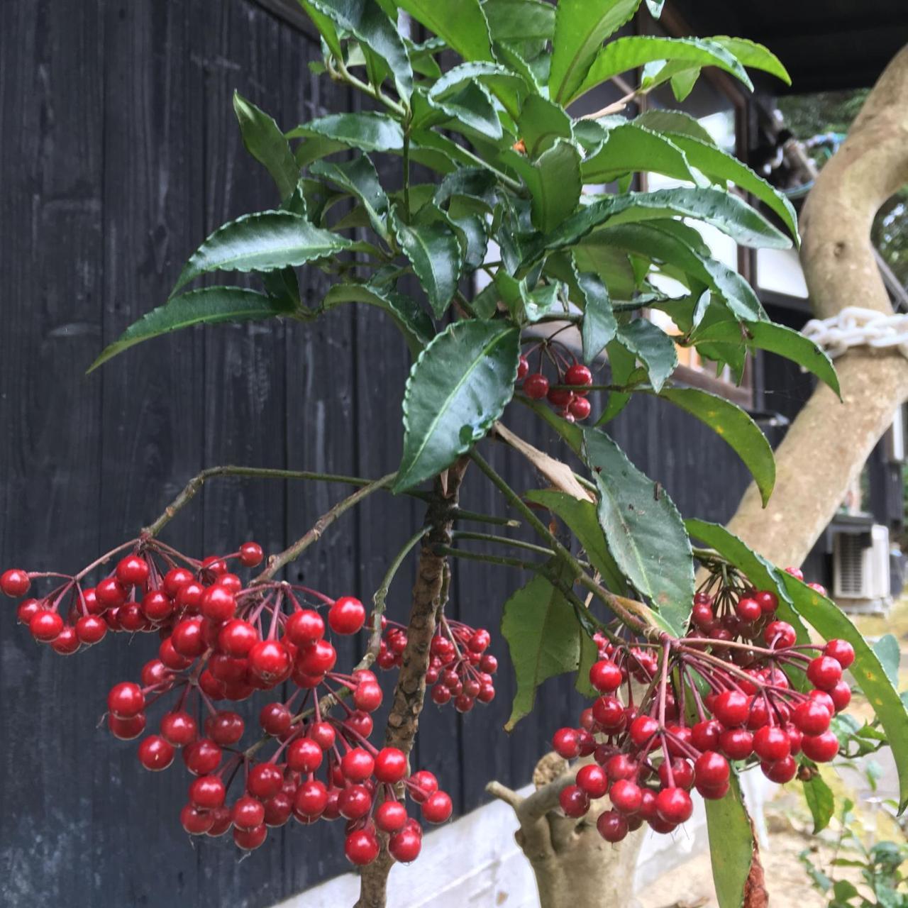 Bamboo Village Guest House 나오시마 외부 사진